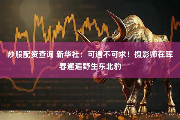 炒股配资查询 新华社：可遇不可求！摄影师在珲春邂逅野生东北豹
